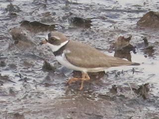 Semipalmated Plover - 5/20/21, Williamsport Dam &copy; Bobby Brown