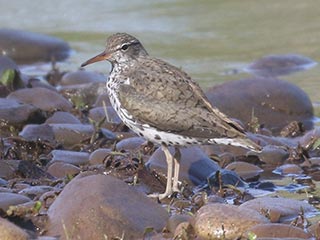 Spotted Sandpiper - 5/14/21, Mill St. &copy; Bobby Brown