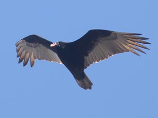 Turkey Vulture - 3/7/21, Montoursville &copy; Bobby Brown