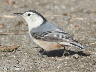 White-breasted Nuthatch - 4/3/21, Canfield Island &copy; Bobby Brown