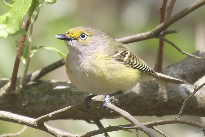 White-eyed Vireo - 5/2/21, Williamsport &copy; Bobby Brown