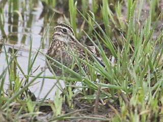Wilson's Snipe - 3/31/21, Mill St. &copy; Bobby Brown