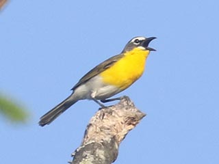 Yellow-breasted Chat - 5/23/21, SGL 252 &copy; Bobby Brown