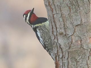 Yellow-bellied Sapsucker - 4/4/21, Canfield Island &copy; Bobby Brown