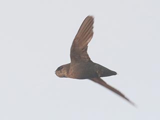 Chimney Swift - 7/18/21, Williamsport Dam &copy; Bobby Brown