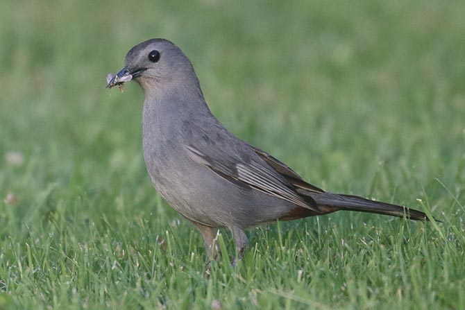 Gray Catbird - 7/16/21, Montoursville &copy; Bobby Brown