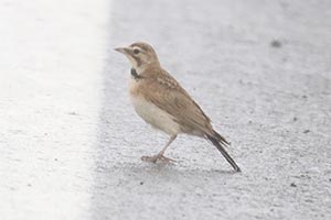 Horned Lark - 7/11/21, Cogan House Twp. &copy; Bobby Brown