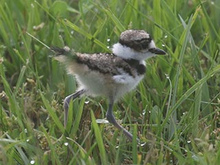 Killdeer - 6/7/21, Mill St. &copy; Bobby Brown