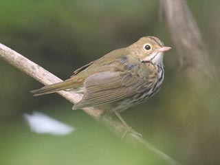 Ovenbird - 7/20/21, Rose Valley Lake &copy; Bobby Brown