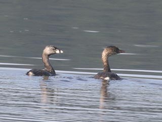 Pied-billed Grebe - 7/31/21, Rose Valley Lake &copy; Bobby Brown