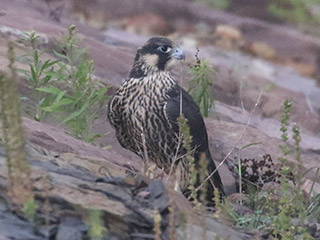 Peregrine Falcon - 6/21/21, Williamsport Dam &copy; Bobby Brown