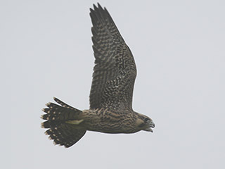 Peregrine Falcon - 6/13/21, Williamsport Dam &copy; Bobby Brown