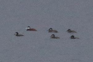 Ruddy Ducks - 6/3/21, Rose Valley Lake &copy; Bobby Brown