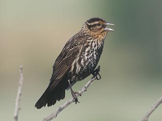 Red-winged Blackbird - 6/5/21, Rose Valley Lake &copy; Bobby Brown