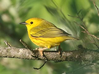 Yellow Warbler - 6/5/21, Rose Valley Lake &copy; Bobby Brown