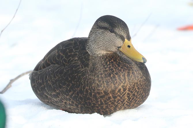 American Black Duck - 12/21/22, Indian Park &copy; Bobby Brown