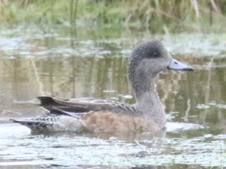 American Wigeon - 1/1/23, Hughesville &copy; Bobby Brown