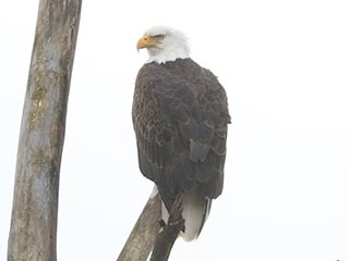 Bald Eagle - 1/6/23, Rose Valley Lake &copy; Bobby Brown