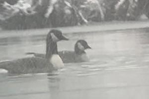Cackling Goose (with Canada Goose) - 12/11/22, Rose Valley Lake &copy; Bobby Brown