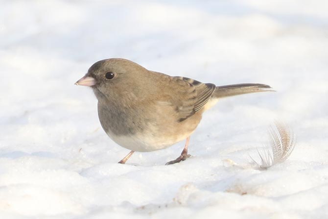 Dark-eyed Junco - 12/21/22, Indian Park &copy; Bobby Brown