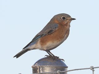 Eastern Bluebird - 2/25/23, Mill St. &copy; Bobby Brown