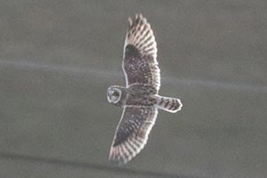 Short-eared Owl - 1/15/23, Mill Hill Rd. &copy; Bobby Brown