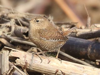 Winter Wren - 1/8/23, Canfield Island &copy; Bobby Brown