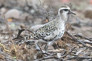 American Golden-Plover - 9/7/22, Nisbet &copy; Bobby Brown