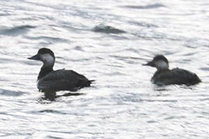 Black Scoters - 11/17/22, Rose Valley Lake &copy; Bobby Brown