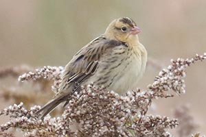 Bobolink - 10/16/22, Robert Porter Allen Natural Area &copy; Bobby Brown