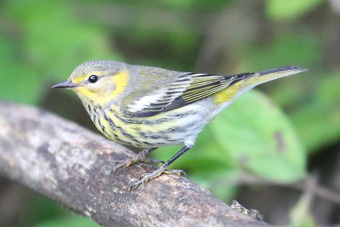 Cape May Warbler - 9/14/22, Rose Valley Lake &copy; Bobby Brown