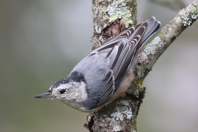 White-breasted Nuthatch - 9/9/22, Rose Valley Lake &copy; Bobby Brown