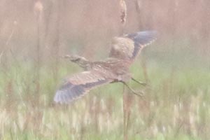 American Bittern - 5/6/22, Robert Porter Allen Natural Area &copy; Bobby Brown