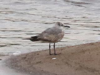 Laughing Gull - 5/26/22, Williamsport Dam &copy; Bobby Brown
