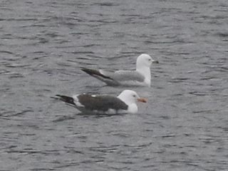 Lesser Black-backed Gull - 4/9/22, Rose Valley Lake &copy; Bobby Brown