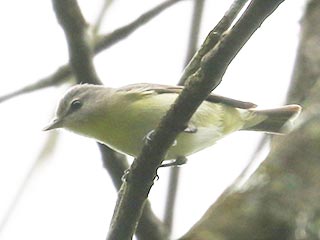 Philadelphia Vireo - 5/15/22, SGL 252 &copy; Bobby Brown