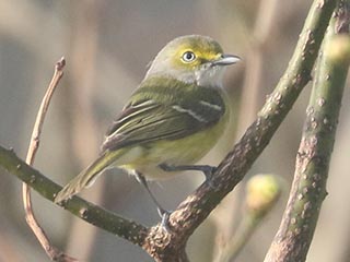 White-eyed Vireo - 4/24/22, SGL 252 &copy; Bobby Brown