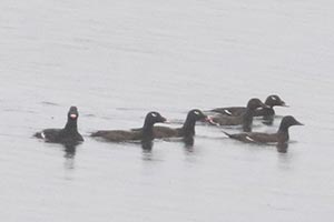 White-winged Scoters - 5/6/22, Rose Valley Lake &copy; Bobby Brown