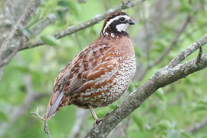 Northern Bobwhite - 7/31/22, Robert Porter Allen Natural Area &copy; Bobby Brown