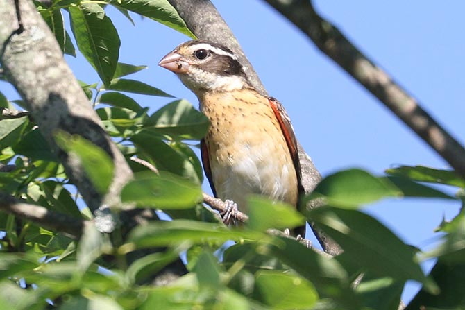 Rose-breasted Grosbeak - 7/23/22, Rose Valley Lake &copy; Bobby Brown