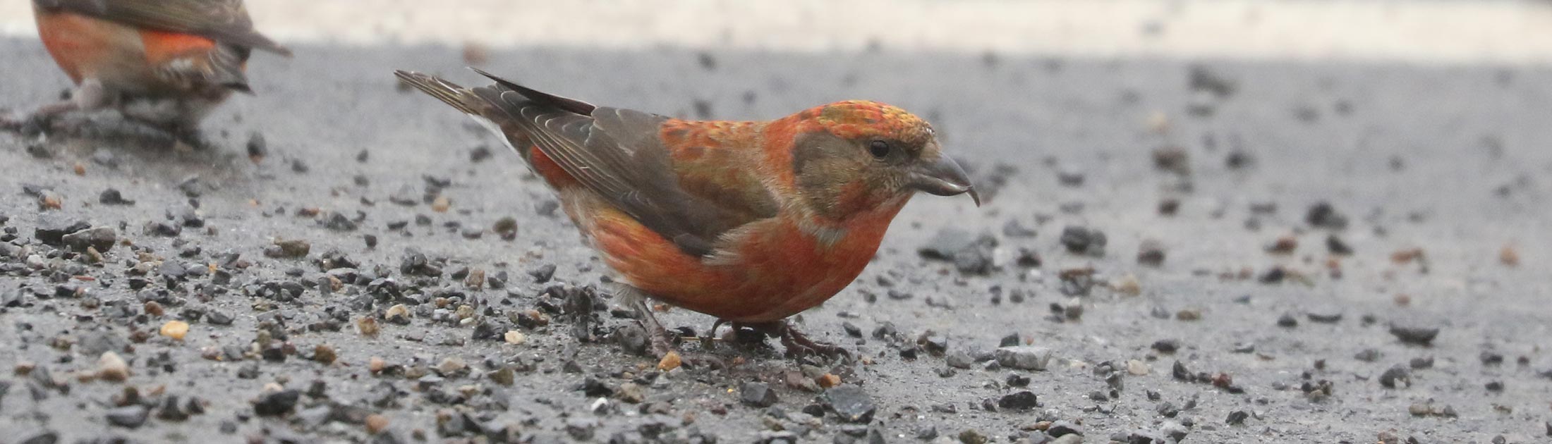 Seasonal Report - Winter 2023-24