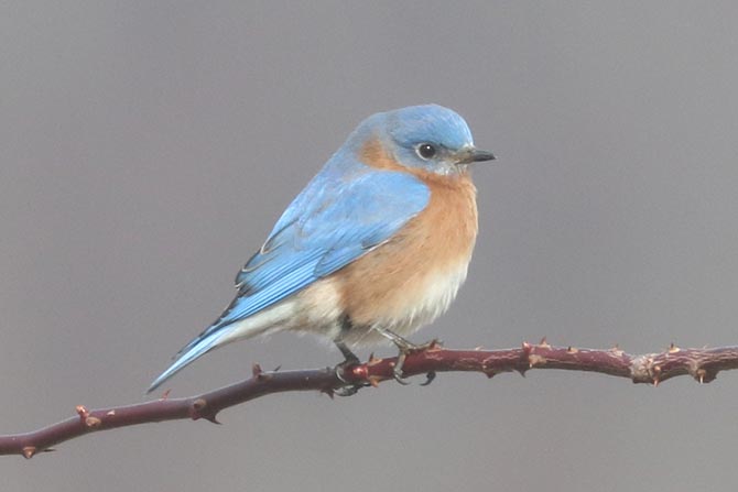 Eastern Bluebird - 2/24/24, Rose Valley Lake &copy; Bobby Brown