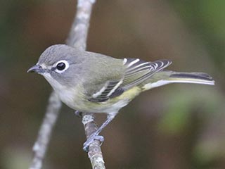 Blue-headed Vireo - 10/11/23, Rose Valley Lake &copy; Bobby Brown