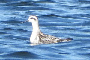 Red-necked Phalarope - 9/21/23, Rose Valley Lake &copy; Melissa Holland