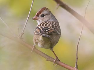 White-crowned Sparrow - 10/16/23, Robert Porter Allen Natural Area &copy; Bobby Brown