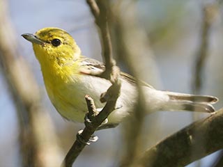 Yellow-throated Vireo - 8/6/23, Rte. 15 Overlook &copy; Bobby Brown