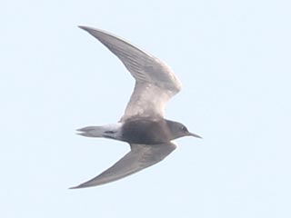 Black Tern - 5/16/23, Rose Valley Lake &copy; Bobby Brown