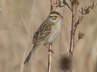 Clay-colored Sparrow - 5/13/23, RPANA &copy; Bobby Brown