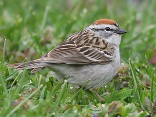 Chipping Sparrow - 4/29/23, RPANA &copy; Bobby Brown