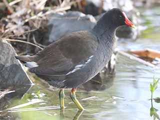 Common Gallinule - 5/4/23, Rose Valley Lake &copy; Bobby Brown
